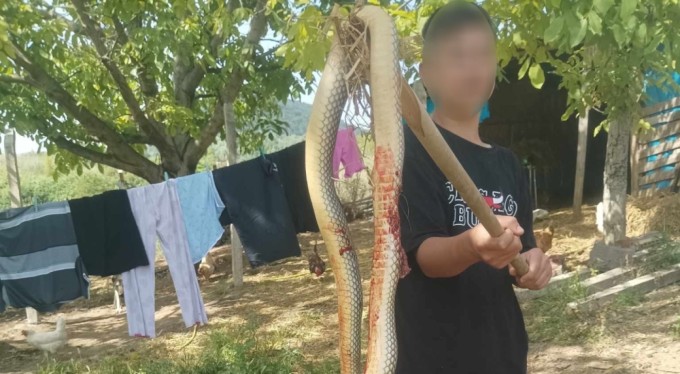 Bursa'da 2 metrelik dev yılan korkuttu