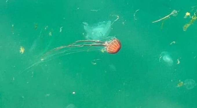 Bursa'da tehlikeli deniz anaları ortaya çıktı