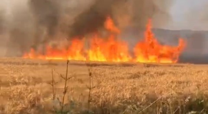 Bursa'da 60 dönüm alan küle döndü