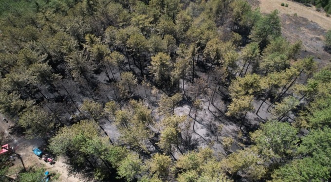 Orman yangınında yürekleri serinleten detay