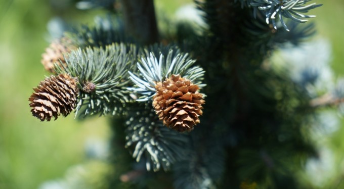 Bursa'da bin 300 rakımda mavi ladin bahçesi kurdu, dünya devleriyle rekabet ediyor