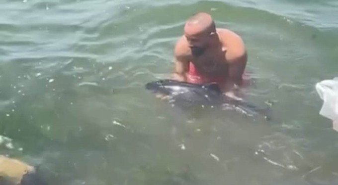 Bursa'da yavru yunus balığı balıkçıların ağına takıldı