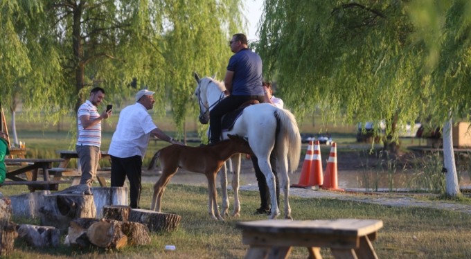 Bursa'da kısır sanılan at, 10 yıl sonra ilk kez doğum yaptı