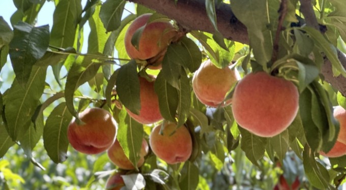 Meşhur Bursa şeftalisinde 14 bin ton rekolte bekleniyor