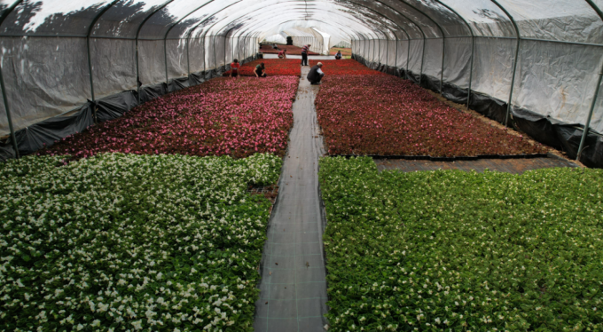Dağın başına kurduğu sera, deniz seviyelerine göre 5 kat daha verimli oldu