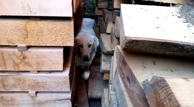Bursa'da Kerestelerin arasına sıkışan köpeği itfaiye kurtardı