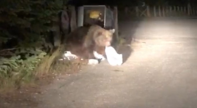 Uludağ'da aç kalan ayı yemek ararken görüntülendi