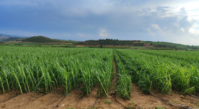Bursa'da 2 bin dekarlık alandaki ürünleri dolu vurdu