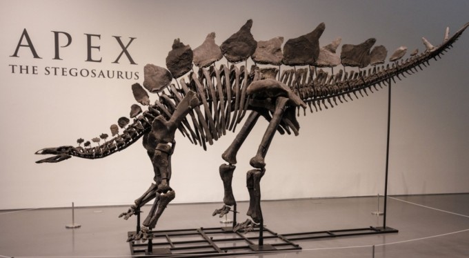 Dinozor iskeleti 44.6 milyon dolarlık rekor fiyata satıldı