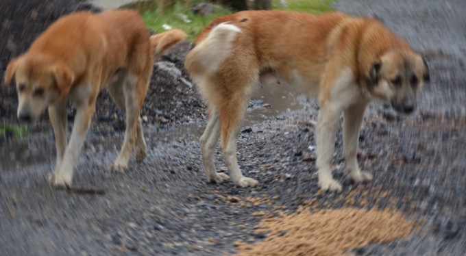 MASAK, mama lobisinin iç yüzünü deşifre etti! Bağışlar hayvanlara değil şirketlere akıyor