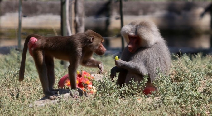 Bursa'da maymunlara dondurma sürprizi