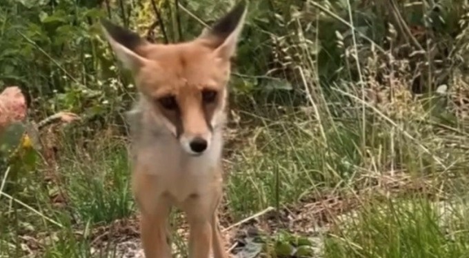 Aç kalan tilkiye ekmek verdiler