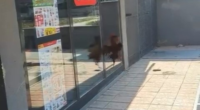 Bursa'da markete giremeyen horoz camları dövdü