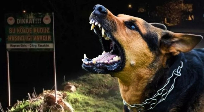 Sahipsiz sokak hayvanlarına ilişkin kanun teklifi TBMM Genel Kurulu'nda kabul edildi