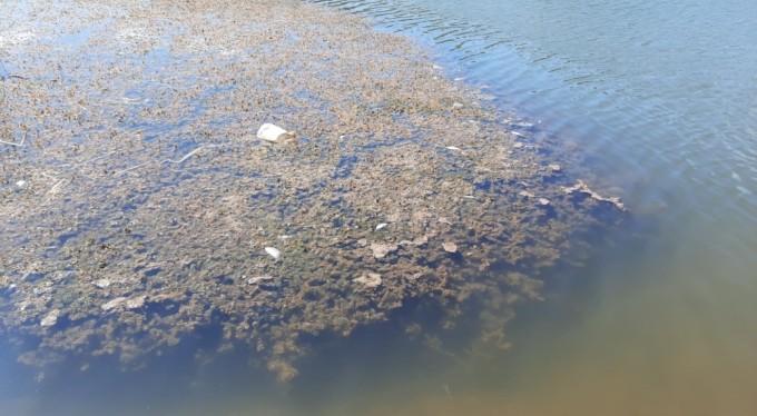 Bursa Kurtul göletinde balık ölümleri