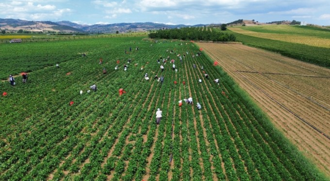 Bursa'da fasulye fiyatları üreticiyi zor duruma soktu