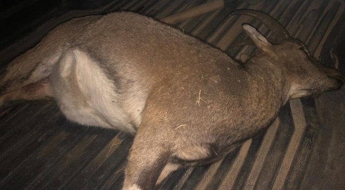 Dağ keçisi avına 694 bin lira para cezası