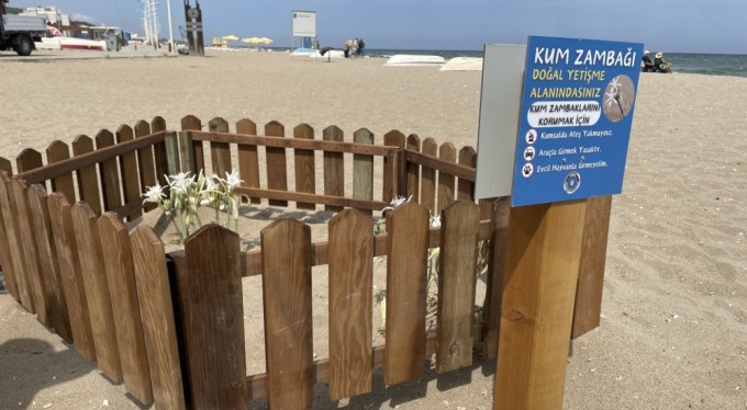 Bursa sahillerinde görülen 'kum zambakları' koruma altında