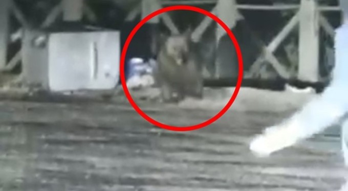 Uludağ'da aç kalan ayının saldırısından son anda kurtuldular