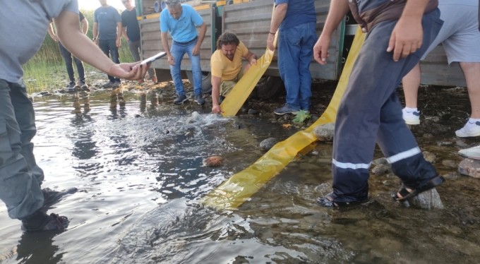 Bursa'da göl ve göletlere 3 milyon 350 bin yavru sazan bırakıldı