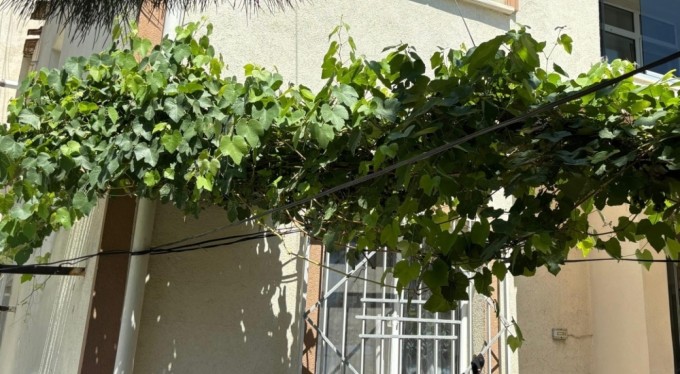 Bursa'da bebeği ölümden üzüm asması korudu