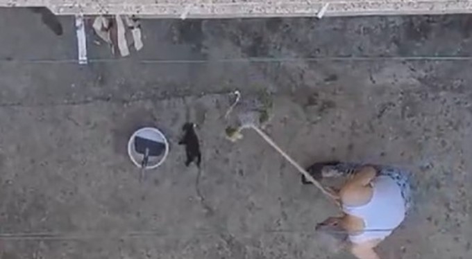 Vahşet! 3 yavru kediyi fırça sapıyla öldürdü