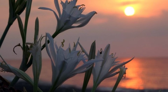 Cezası 387 bin TL: İlk kum zambakları çiçek açtı