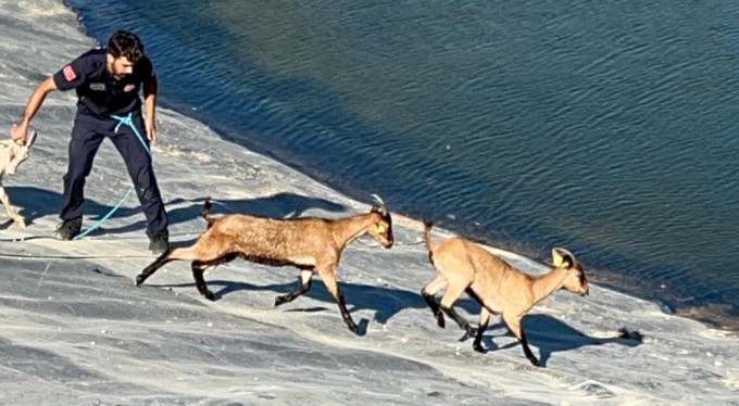 Bursa'da 2 gündür mahsur kalan 6 küçükbaş hayvan ve bir köpek itfaiye ekiplerince kurtarıldı