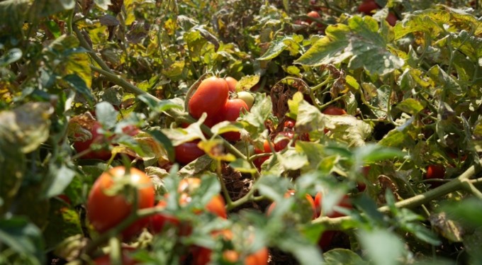 Sosyal medyada çağrı yaptı, Bursa'da tarlada kalan domatesi bedava dağıttı