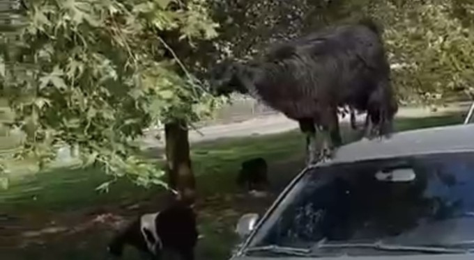 Bursa'da otomobil üzerine çıkan keçinin beslenme keyfi kamerada