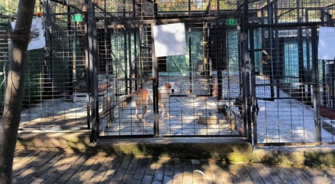 Bursa'da ata saldıran köpek yakalandı