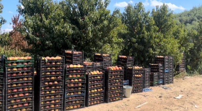 Bursa'da şeftali ağacına asılan not kalpleri ısıttı