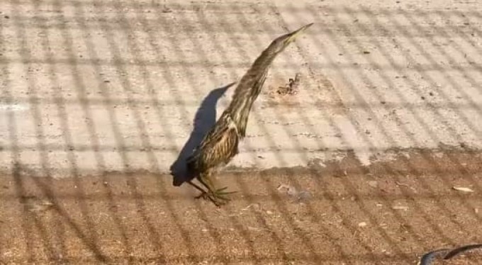 Bursa'da nesli tükenmekte olan kuşu doğaya saldılar