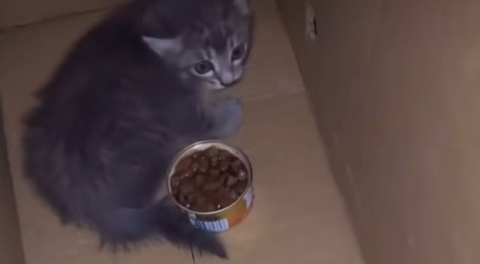 Bursa'da yavru kedi için seferber oldular, araç sahibi kediyi sahiplendi