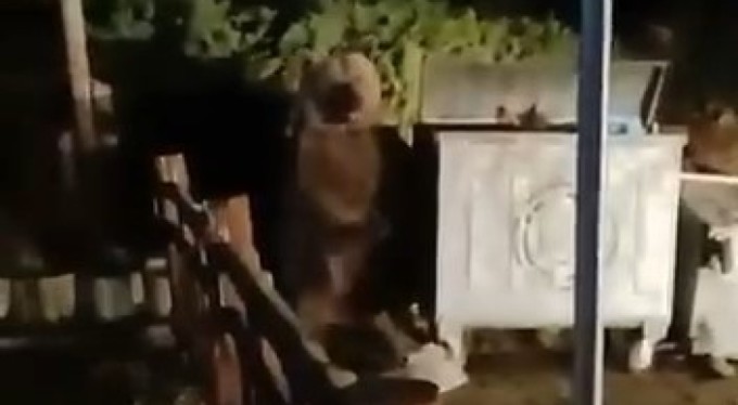 Bursa'da ayının saldırısından son anda kurtuldu