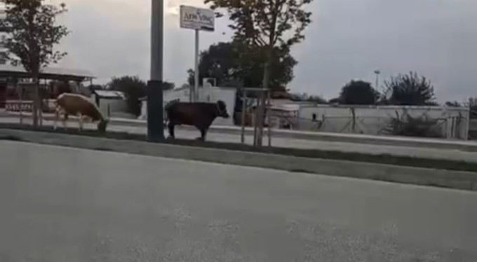 Bursa'da inekler firarda