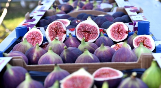 Yarışmacılar, birinci olmak için Bursa siyah inciriyle hünerlerini sergiledi