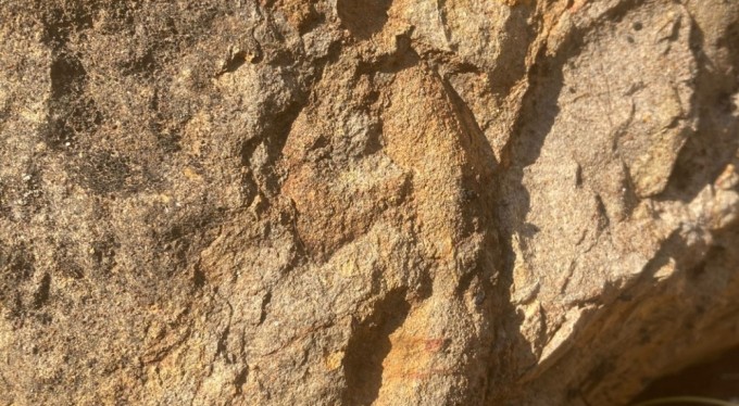 Bursa'da 350 milyon yıl önce yaşayan hayvan fosilleri bulundu