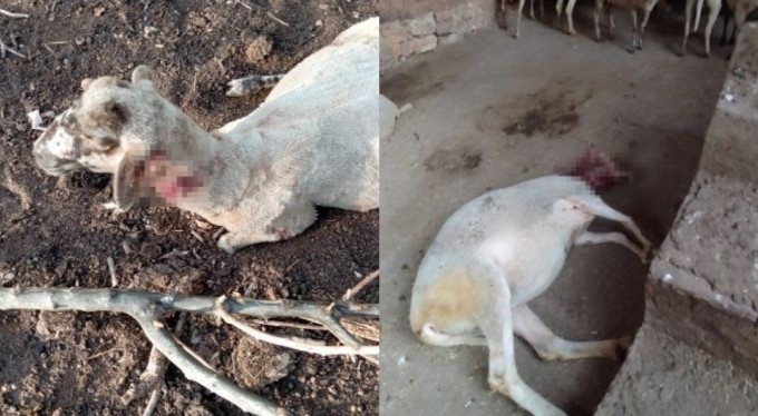 Bursa'da ağıla giren köpekler 13 koyunu yaraladı