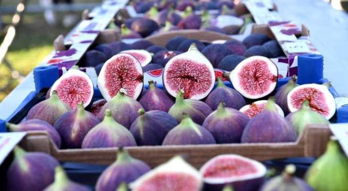 Coğrafi tescilli siyah incirin ihracatı 10 bin tonu aştı