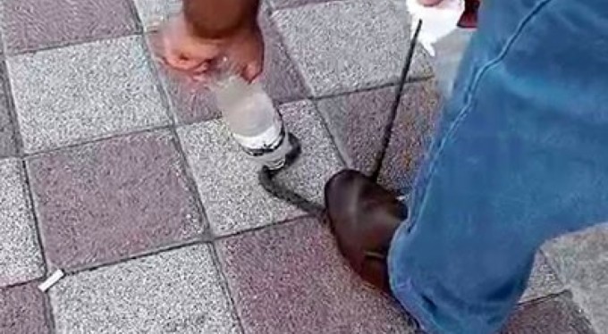 Kahvehaneye giren yılanı vatandaş yakaladı