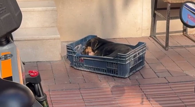 Bursa'da duyarsız sürücünün çarptığı köpeğe zabıta ekipleri sahip çıktı