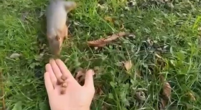 Sincabı kendi elleriyle böyle besledi