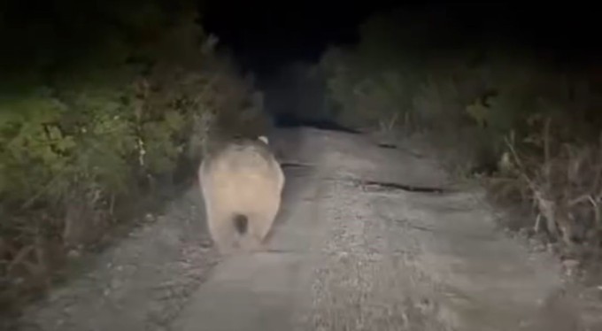 Bursa'da yolu kaybeden ayı kamerada