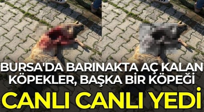 Bursa'da barınakta aç kalan köpekler, başka bir köpeği canlı canlı yedi