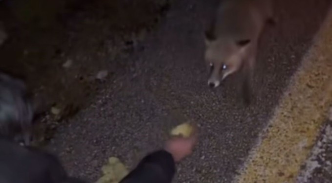 Tilkiyi cipsle besledi, o anları kayda aldı