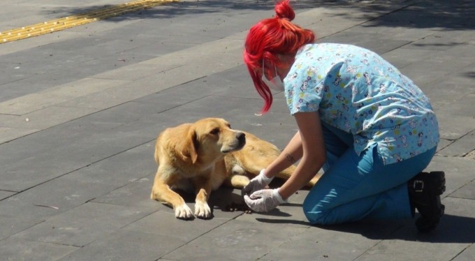 Hayvanların Korunmasına Dair Uygulama Yönetmeliği Resmi Gazete'de