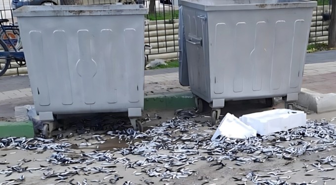 Bursa'da bir şahıs çöp konteyneri etrafına bozuk balık döktü.