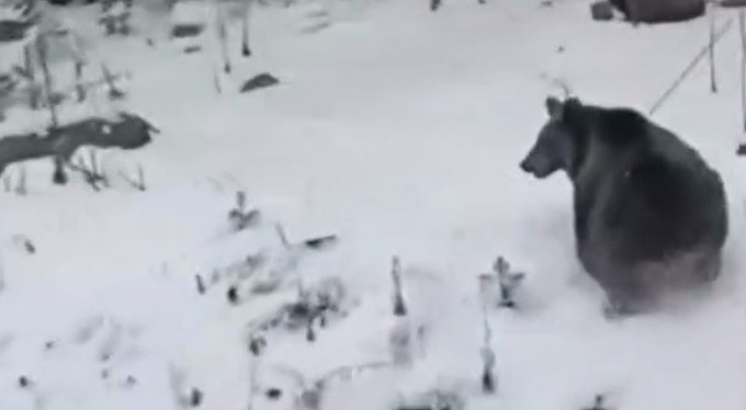 Uludağ'da ayılar kış uykusunu unuttu