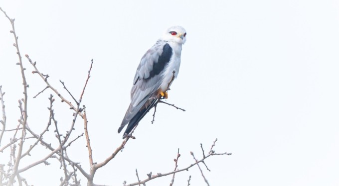 Bursa'nın yeni konuğu: Ak çaylak